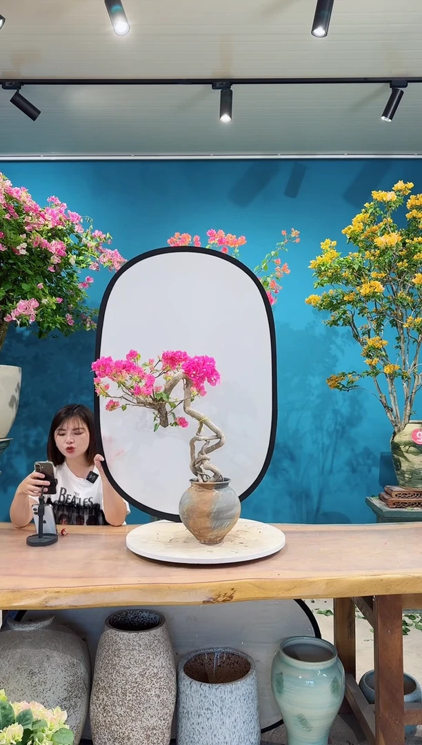 全部花朵金心双色三角梅