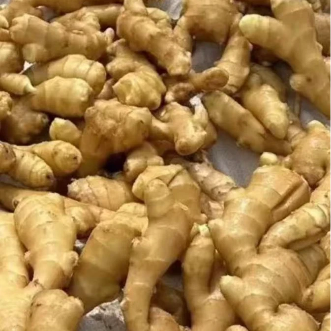 风干单支果。中大果