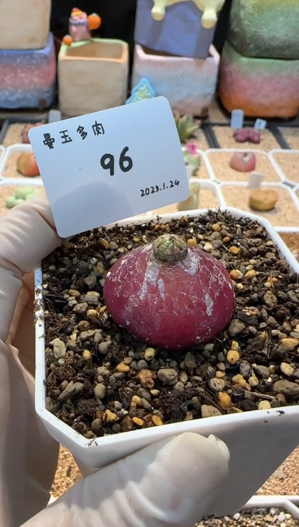 【闪购商品】25.1.24-96