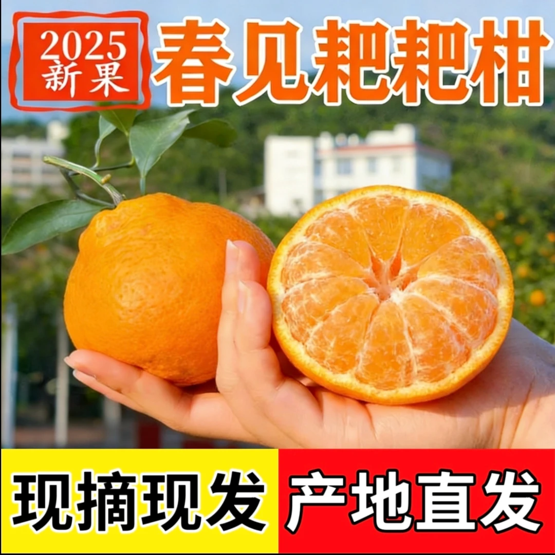 四川春见耙耙柑 应季水果 新鲜爆汁 多汁爽口 自然熟