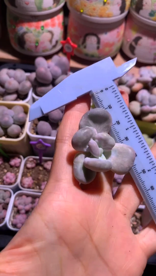 贝壳奶锦砍头一颗