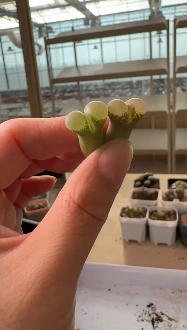 24-241多肉植物肉锥