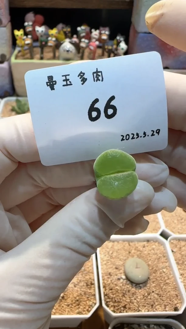 25.5.29-66多肉多肉