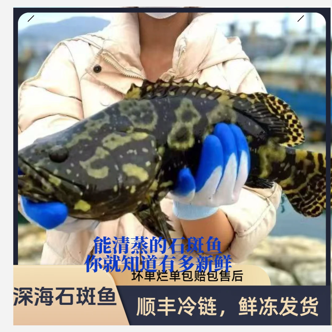 【当天现冻】正宗深海龙胆石斑鱼蓝瓜子斑海鲜老鼠斑龙趸鱼老虎斑