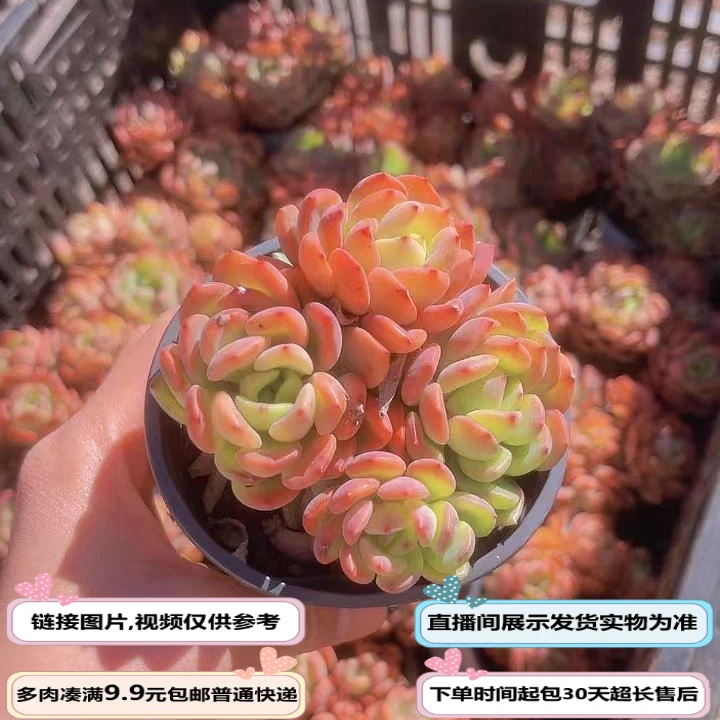 芬达（多肉植物）以直播间展示为准云南基地源头直发新手好养