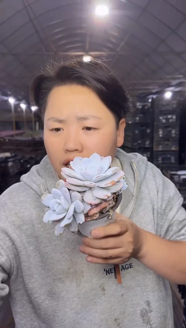 双头雪莲带盆土 5