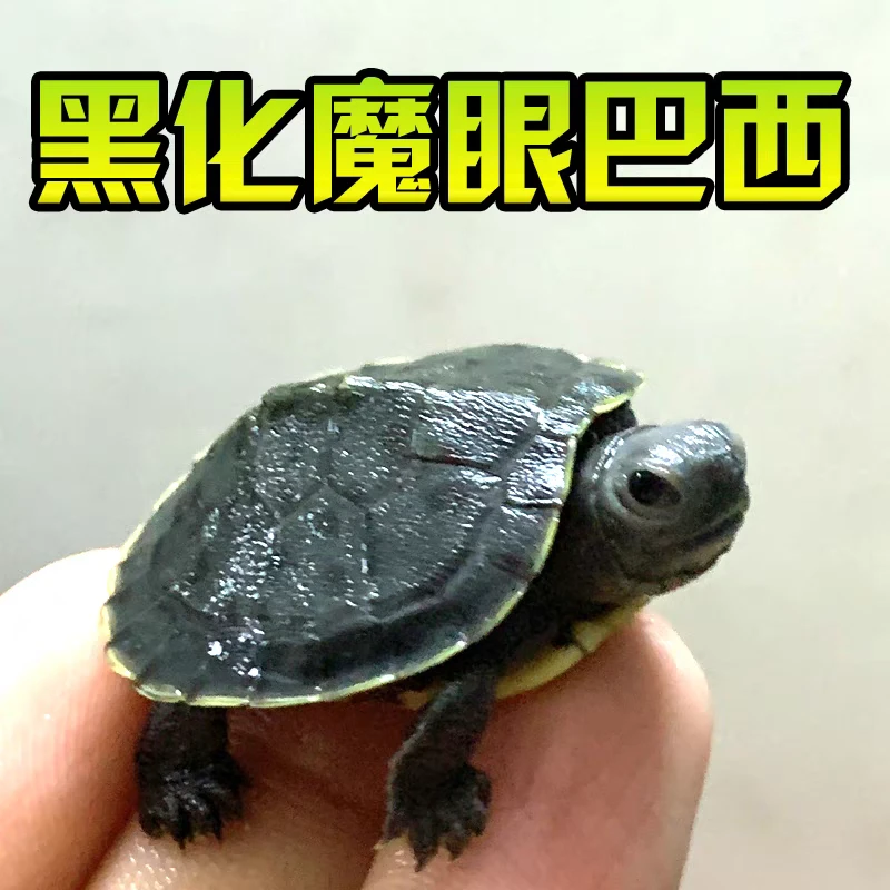 直播挑龟链接麝香红面地图变巴