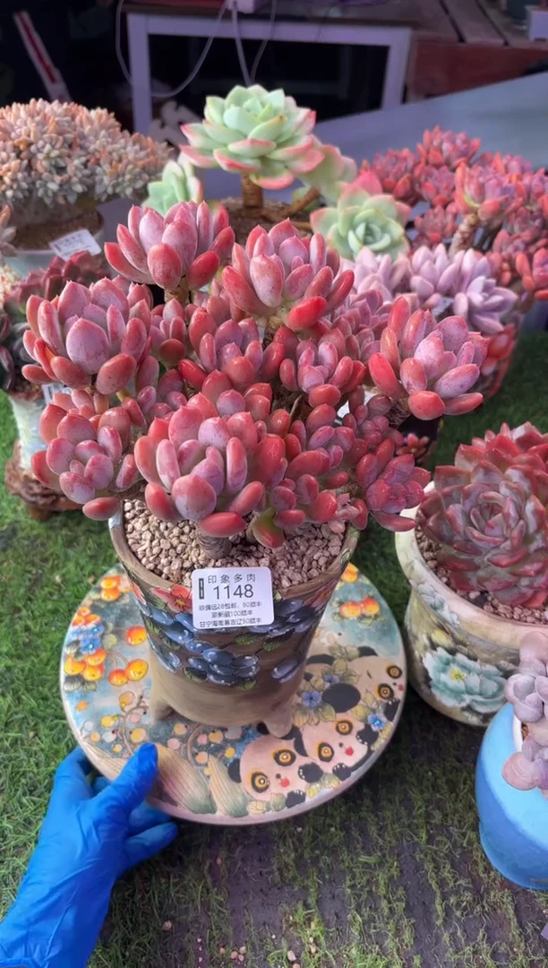 昆明印象多肉1148