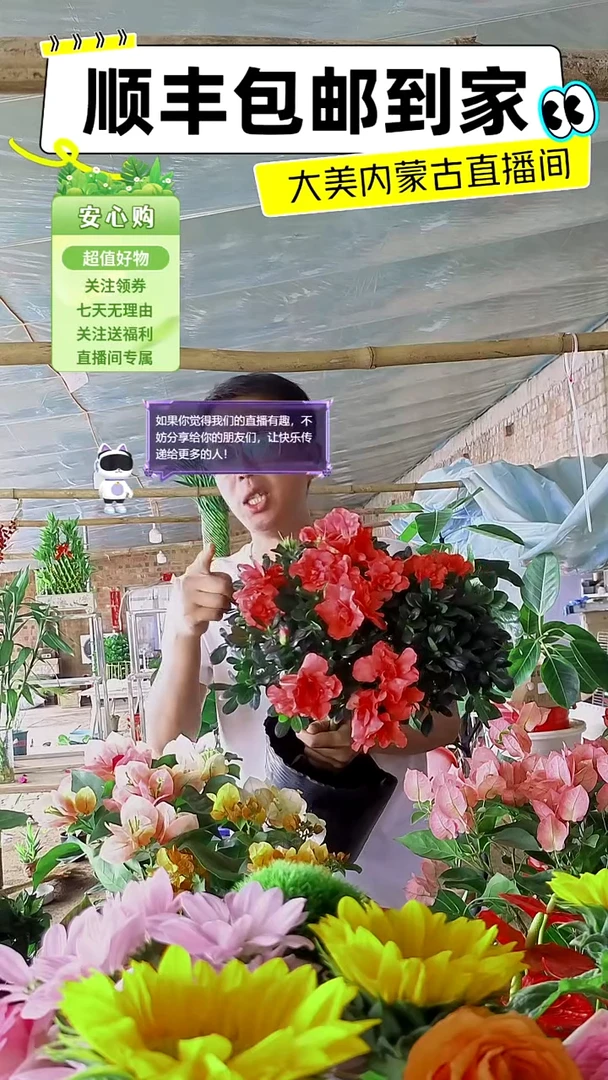 完全开放小桃花杜鹃