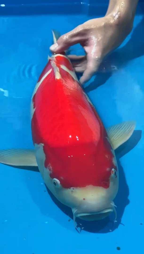 锦鲤佛山金隆锦鲤直播专用闪购链接，不支持7天无理由退货退款