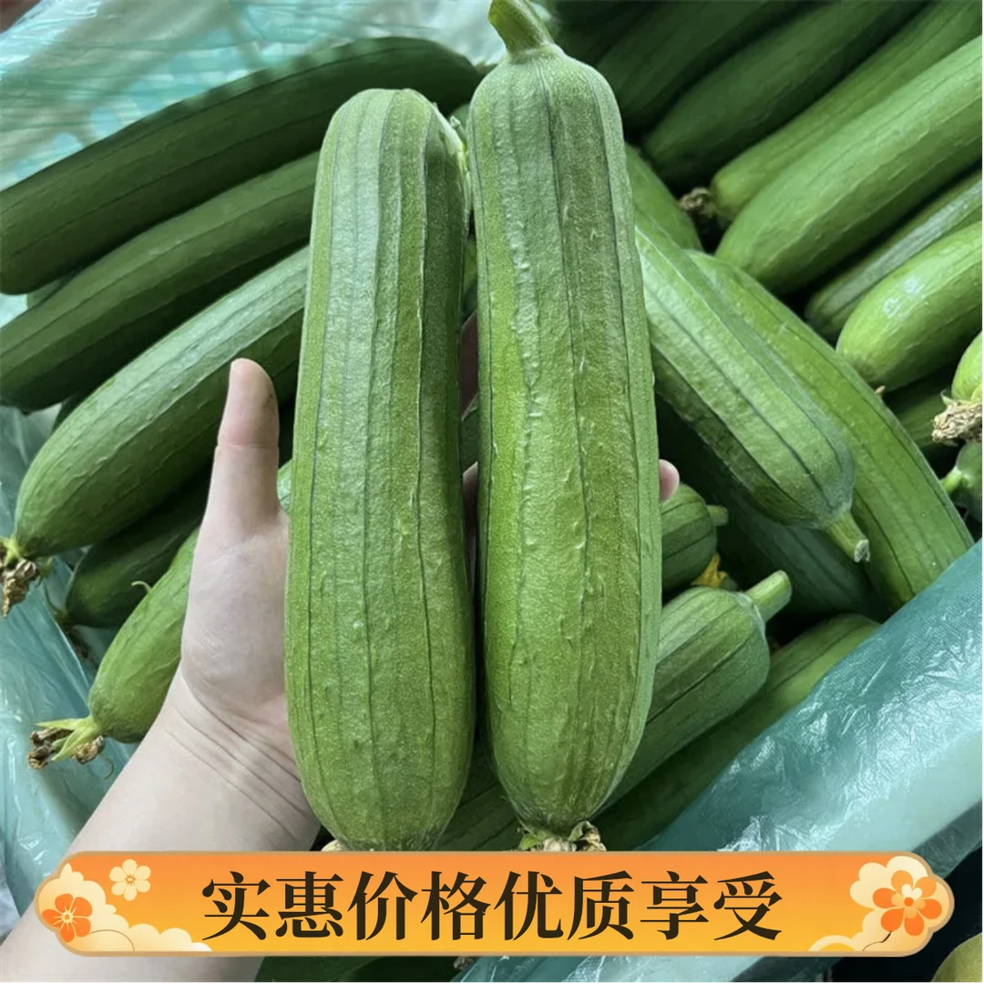 湖北农家新鲜现摘长丝瓜鲜嫩清甜口感好奶油丝瓜