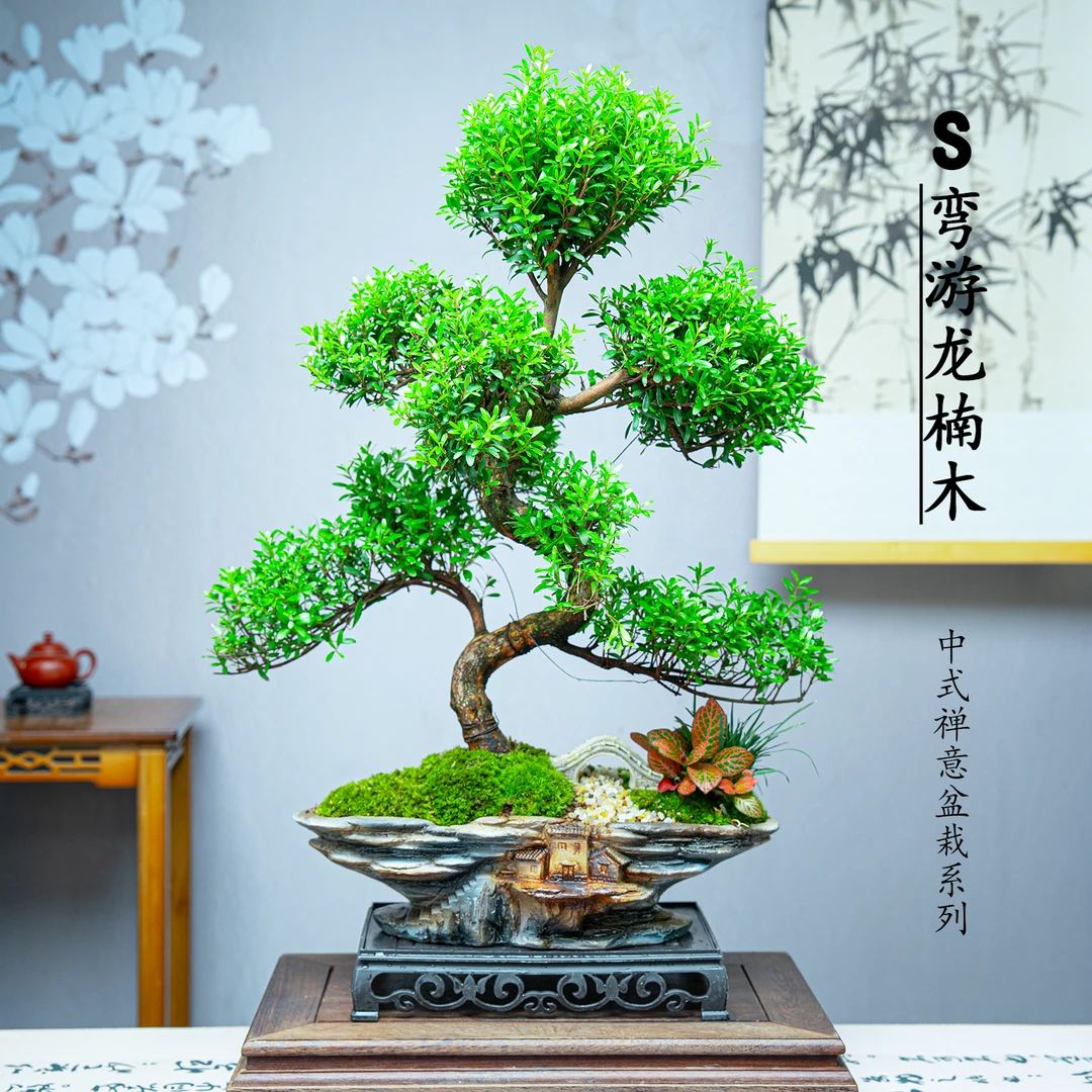 【S弯金丝楠木】游龙老桩室内高端四季好养盆栽迎客造型观叶绿植
