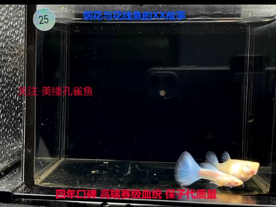 孔雀鱼紫白OE1对