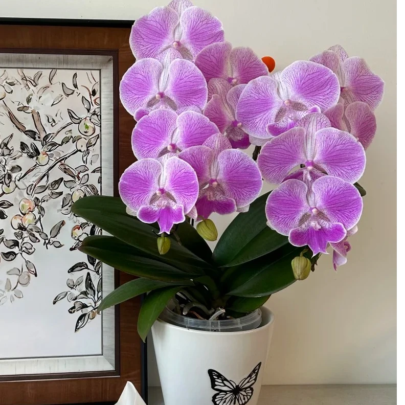 万景花卉3.0寸【梦露】花剑苗