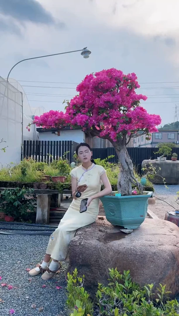 无花朵最****球三角梅三角梅三角梅