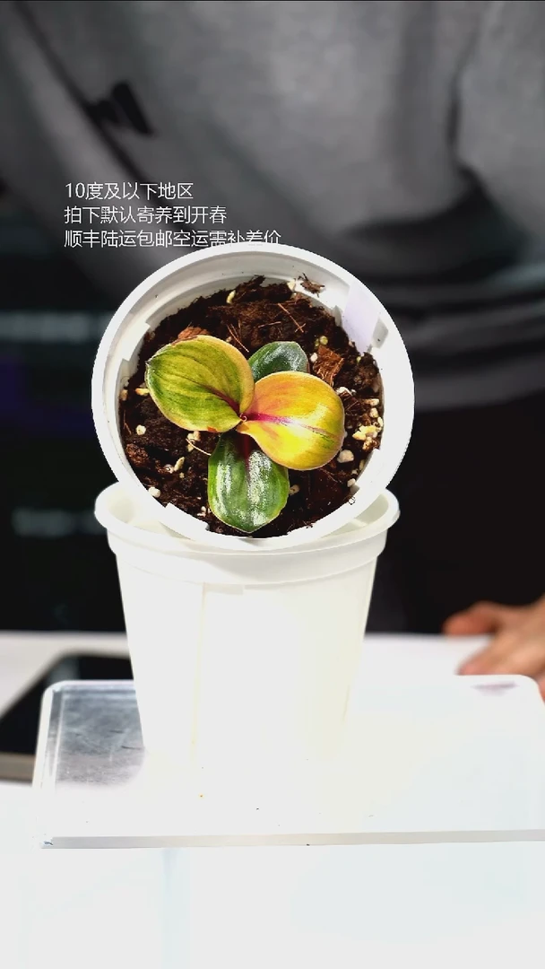 完全开放023-暗黑银波草锦