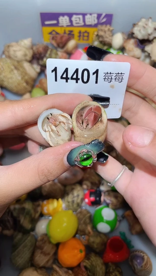 寄居蟹陌派甄选寄居蟹14401