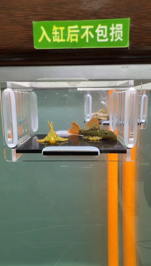 清道夫鱼098号600入缸不包损录制完整开箱视频5.4-5.6厘米