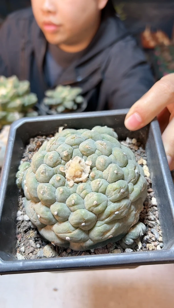 【闪购商品】晚15号自根佛头银10公分