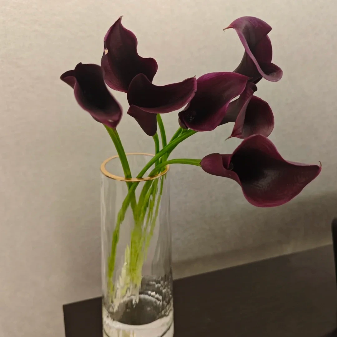 稀有小众花材深紫色海芋花期久鲜切花