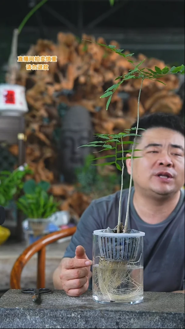 完全开放菩提011T