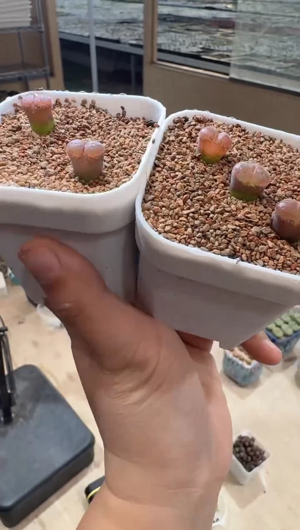 11多肉植物肉锥C10一颗