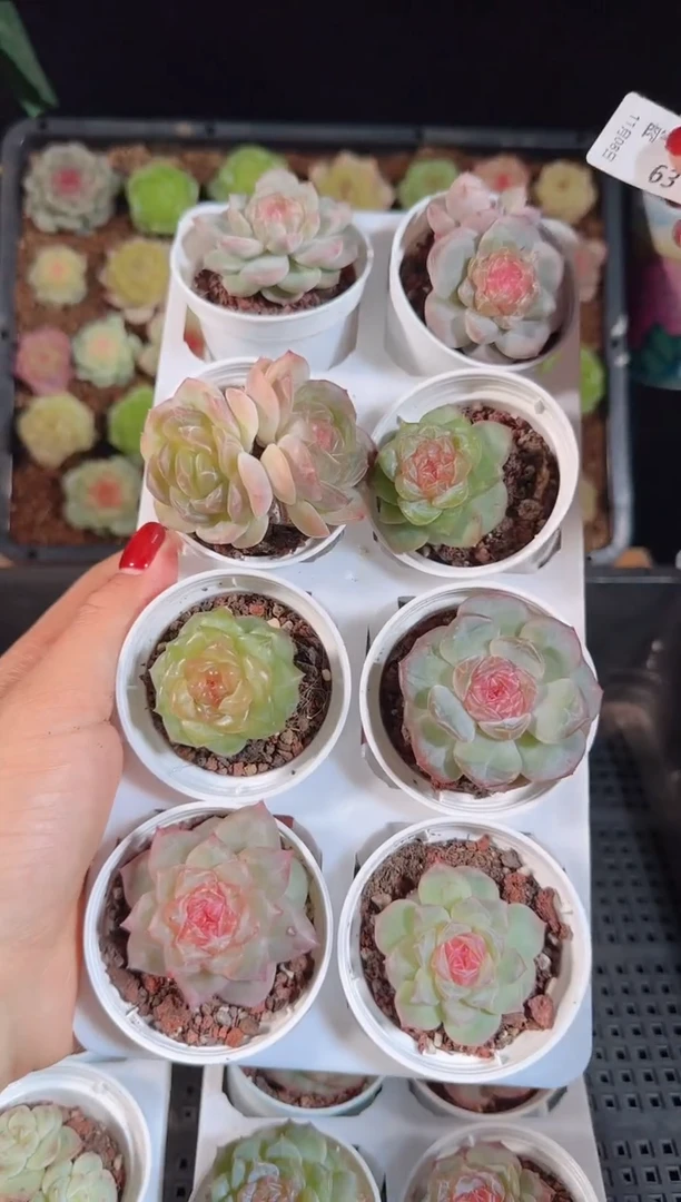 1108-63糖心组合带盆土带托架发货