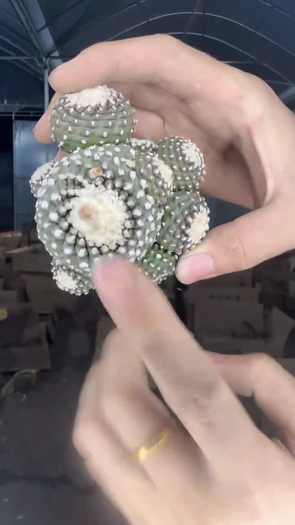 【实生根】   墨蝶