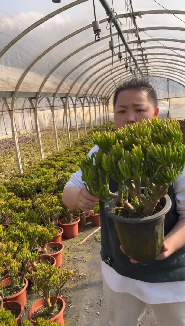 【闪购商品】4-外播吸米树13.8