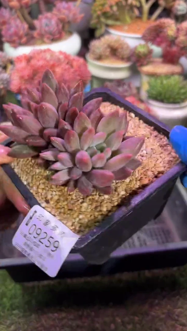 【闪购商品】09259