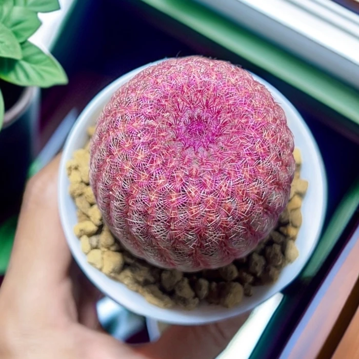 红太阳仙人球多肉植物室内绿植盆栽仙人球阳台客厅小型盆栽