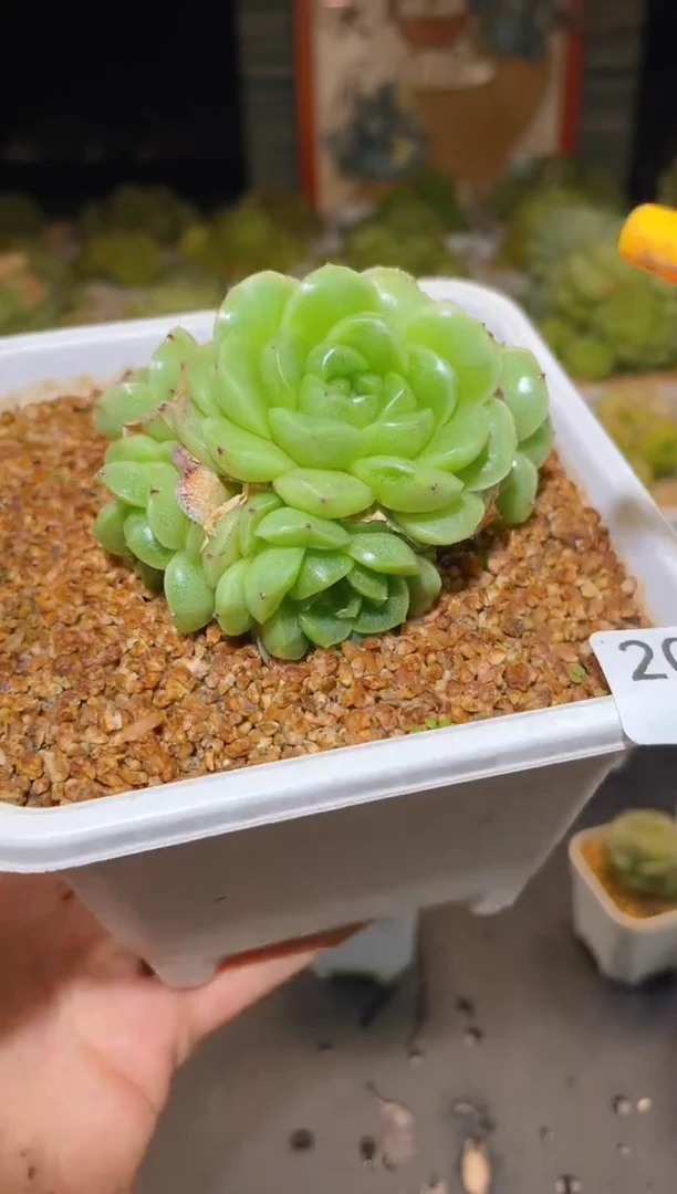 206  翡冷翠晾根  一物一拍