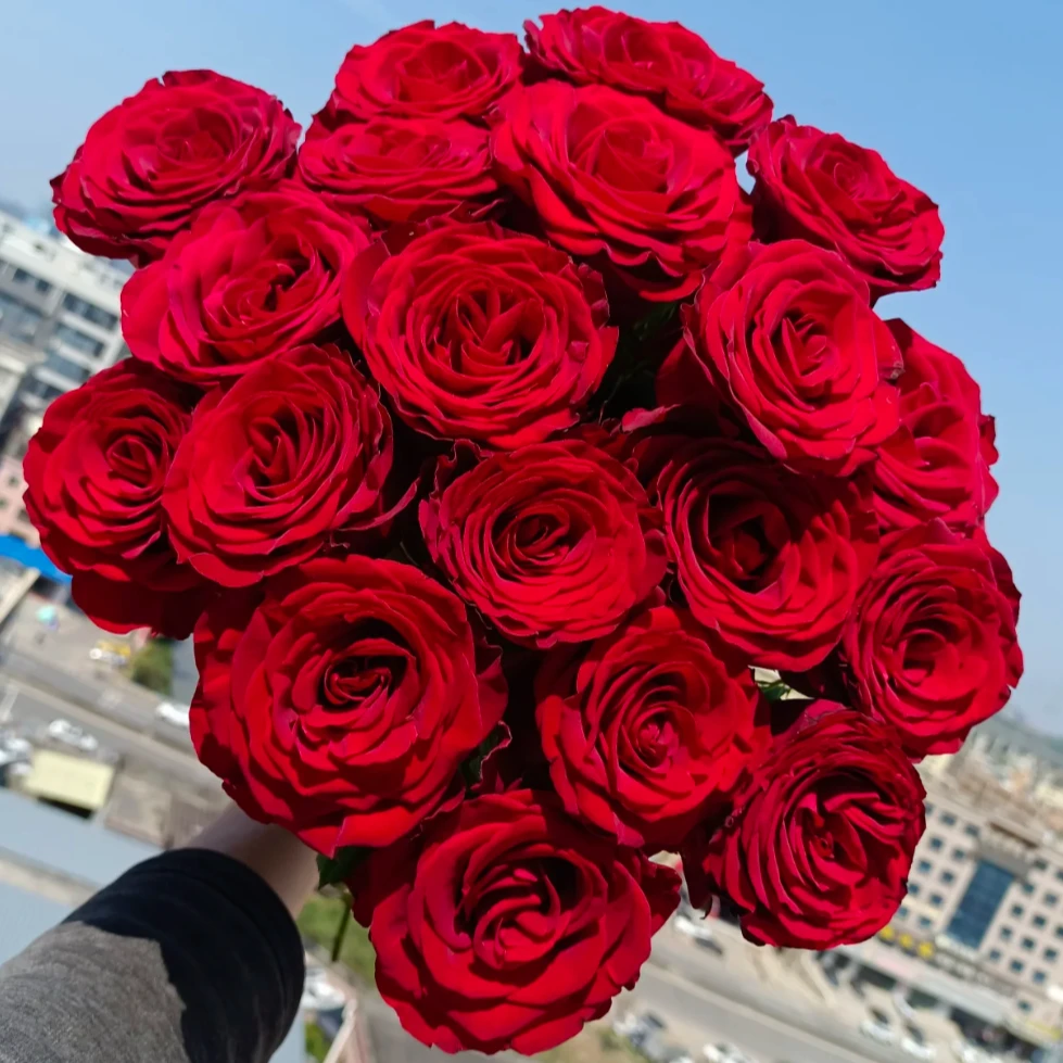 【北方玫瑰玫小朵&高原红】花期持久 产地直发 一单韵达两单顺丰
