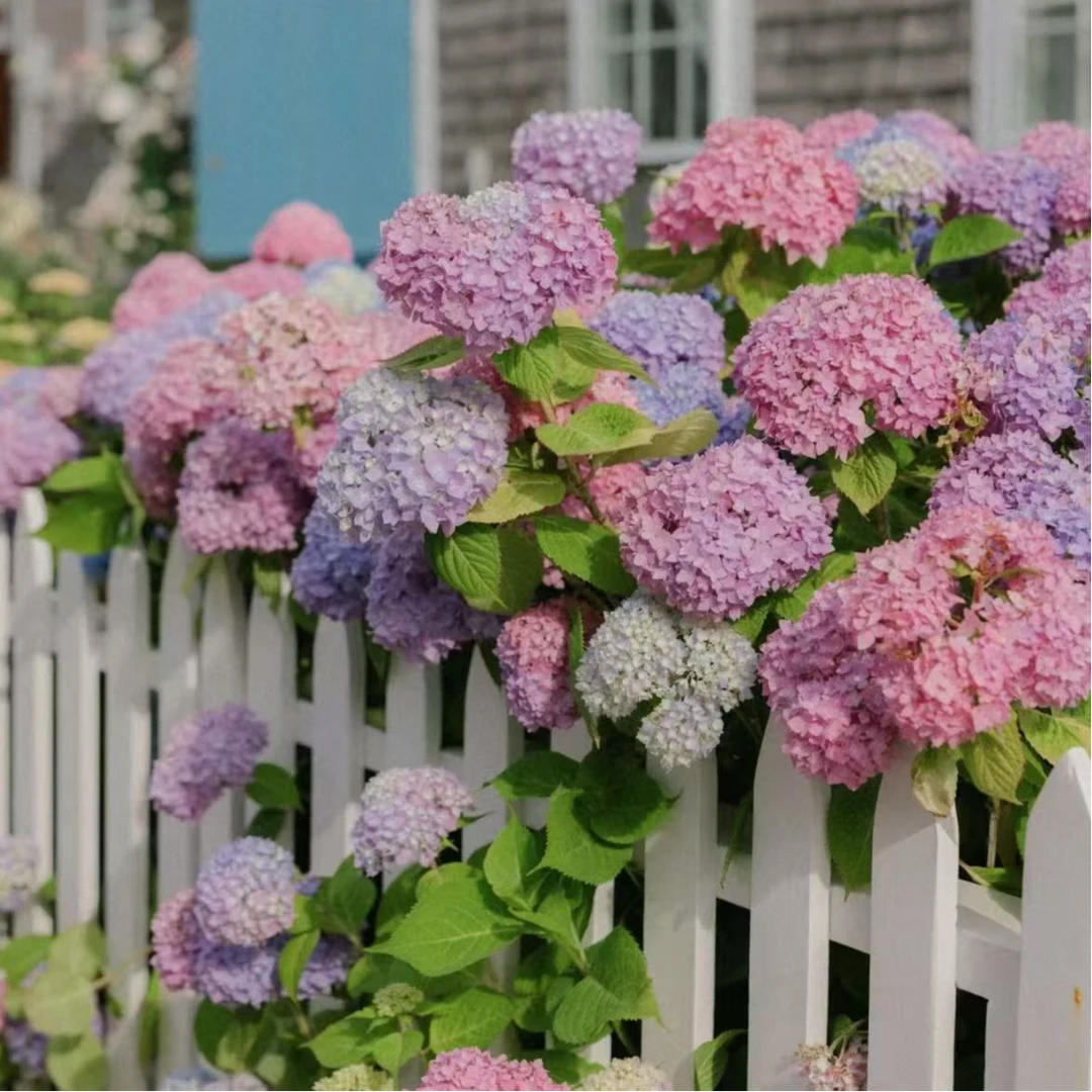 无尽夏   彩色2加仑绣球花 栽种好带花带花苞发货