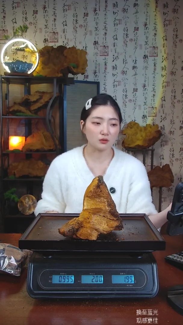 松针层孔菌中国大陆【藏区 野生】松树桑黄（1.99斤）60-70年份