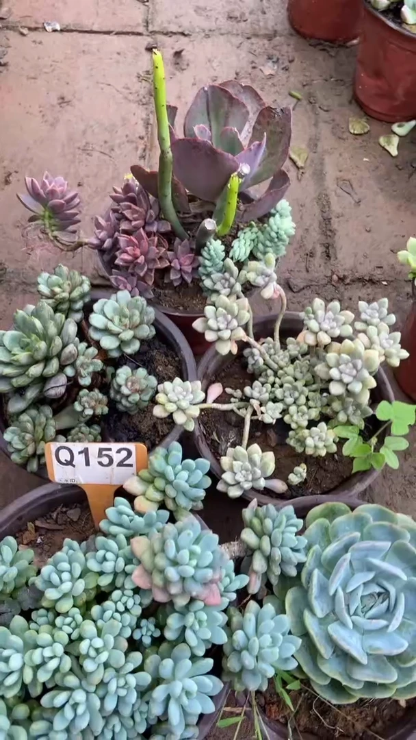 Q152多肉组合默认脱土发货