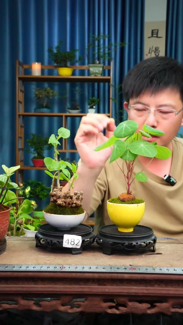 无花朵苔藓微景观482号