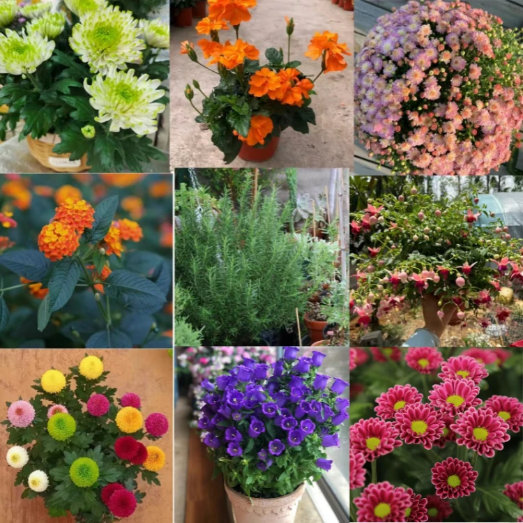 随机盆栽花一盆