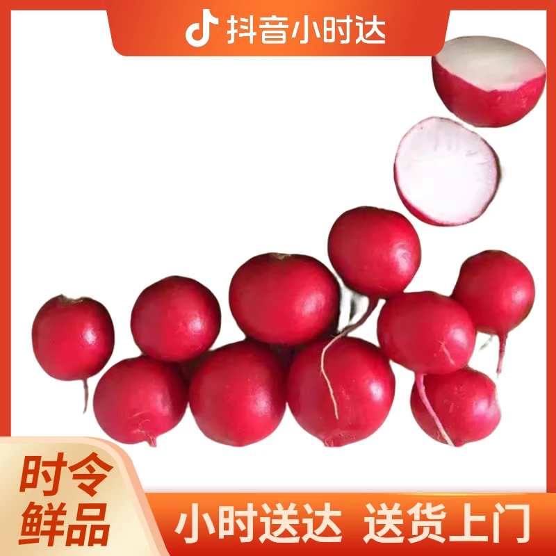 新鲜 樱桃小萝卜 1.5-2斤/份