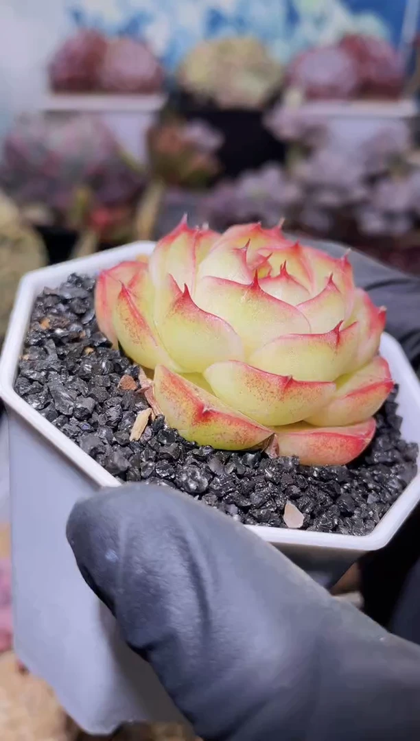 【闪购商品】308御书房