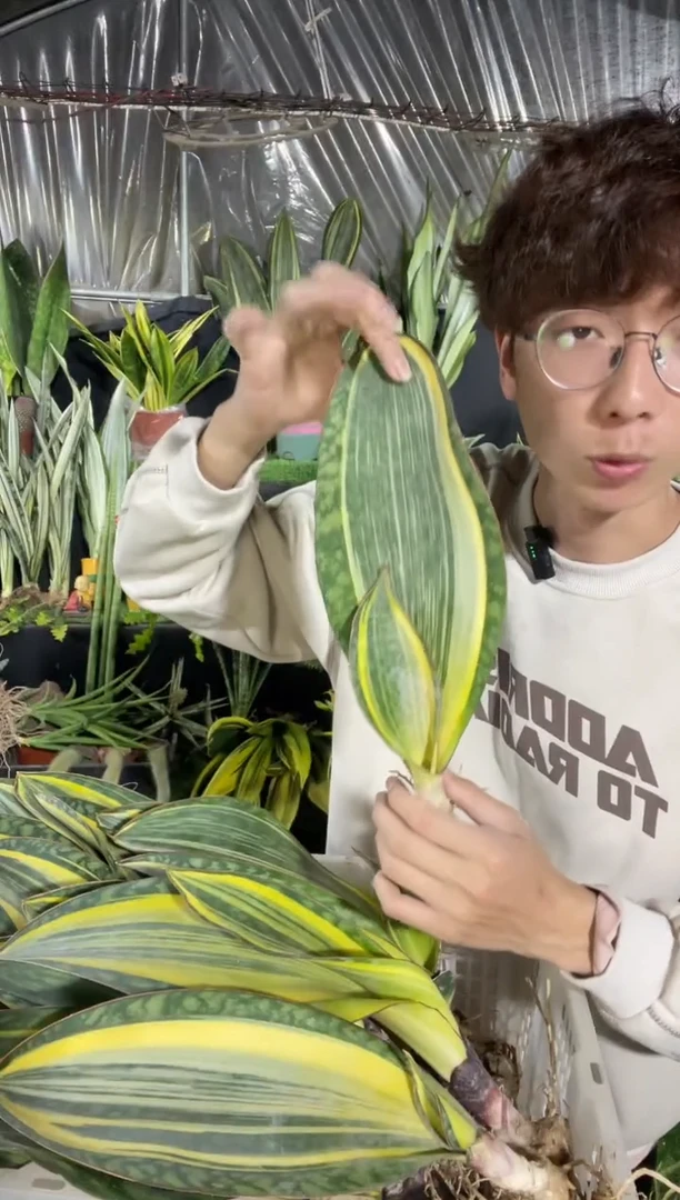 【闪购商品】25cm黄金丝宝镜裸根单叶13.8