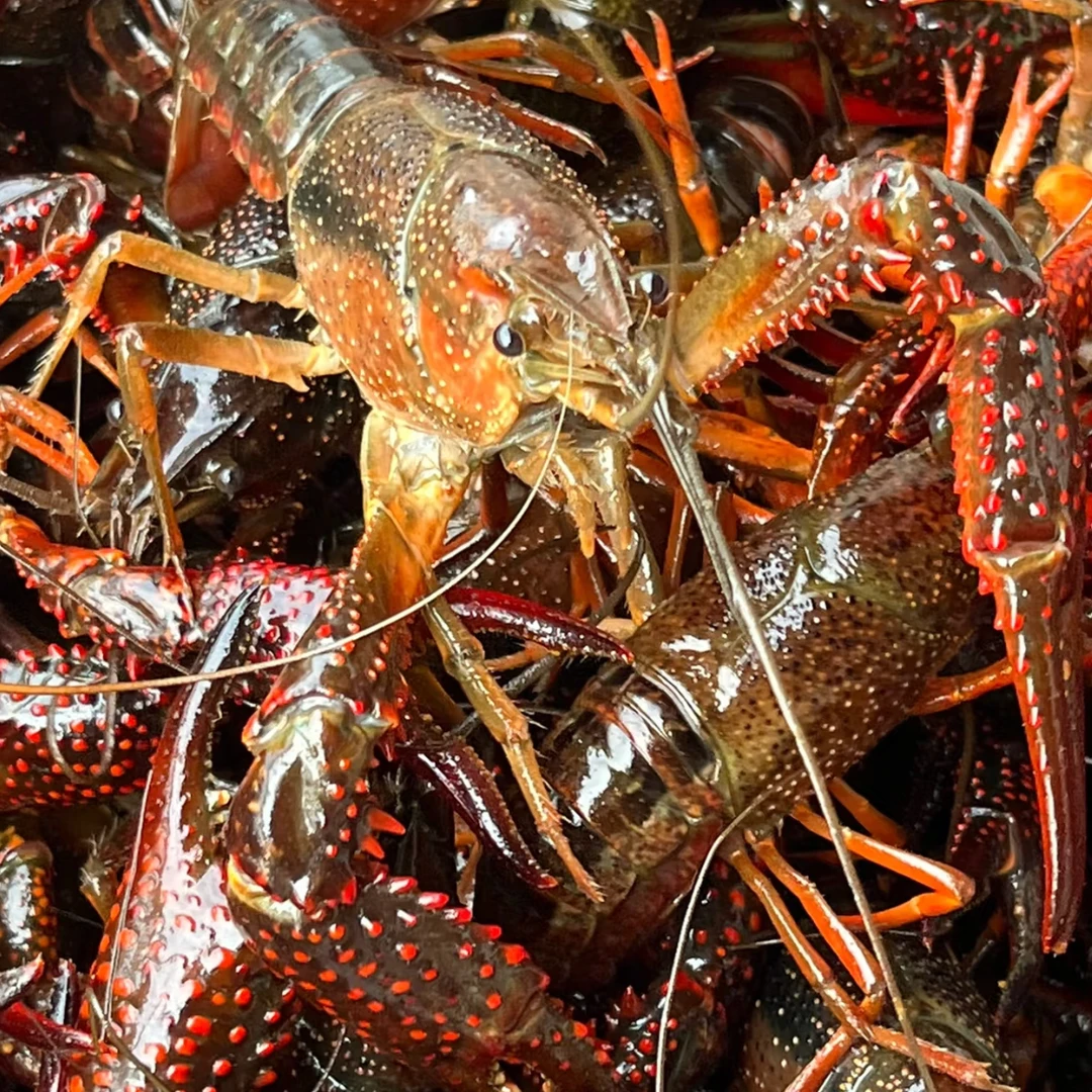 特青微山湖鲜活小龙虾带料包一袋（麻辣蒜蓉二选一）