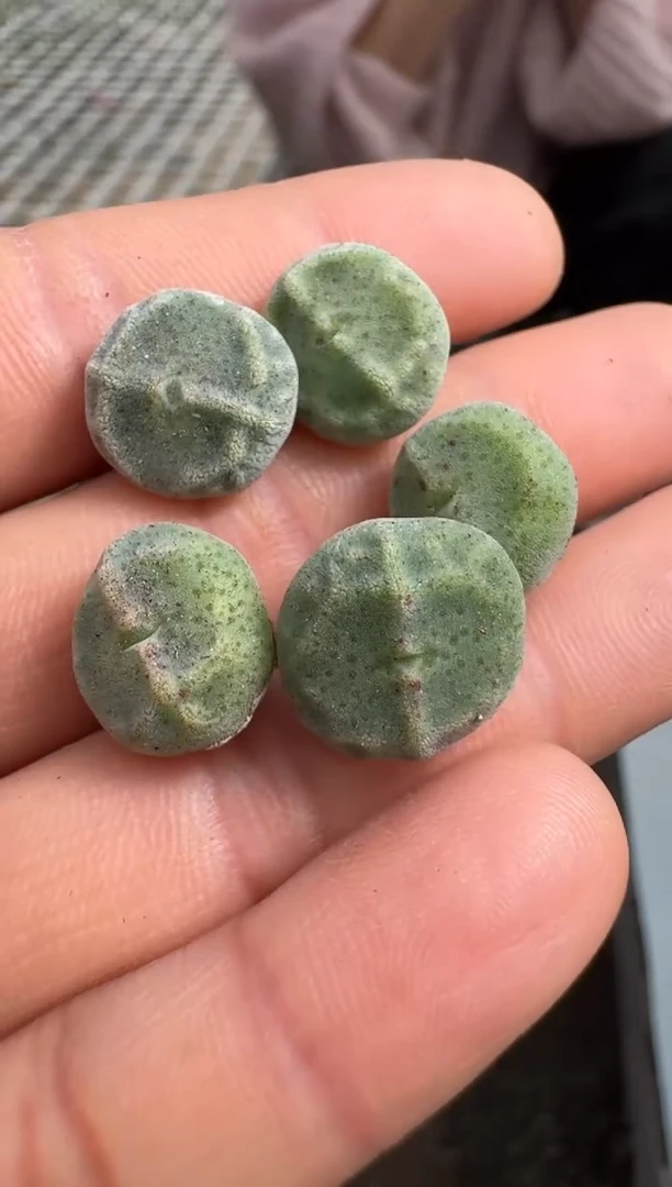 【闪购商品】1/23-13绿豆糕一颗