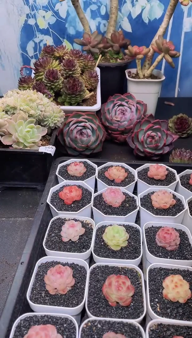 【闪购商品】小鼻噶组合四颗一到二公分