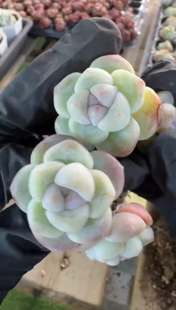 【闪购商品】09号到手5棵--江北一物一拍