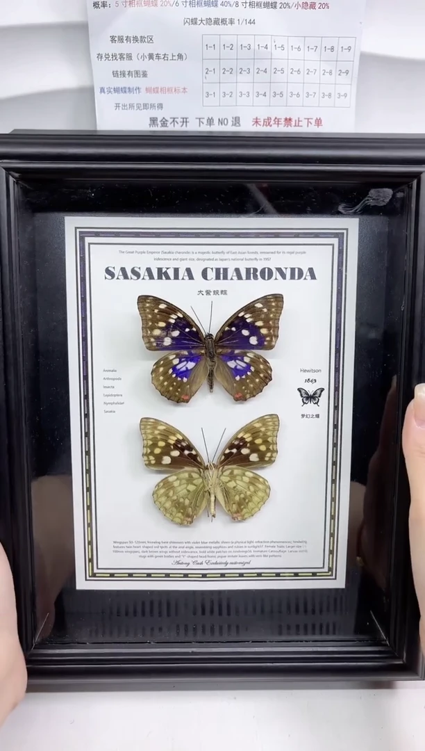 木大紫蛱蝶正反组合