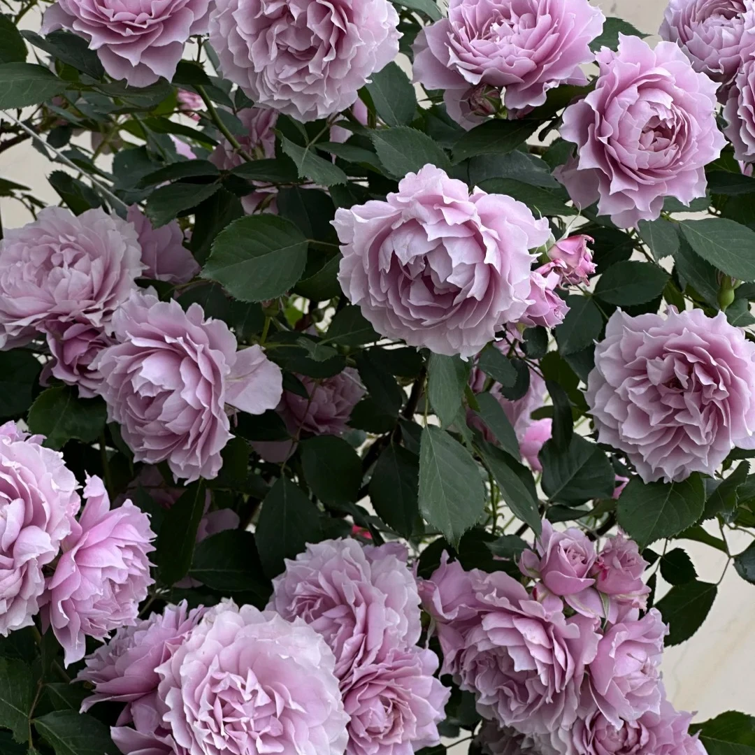 【幻紫】1加仑露天养护四季开花月季阳台花苗花园花