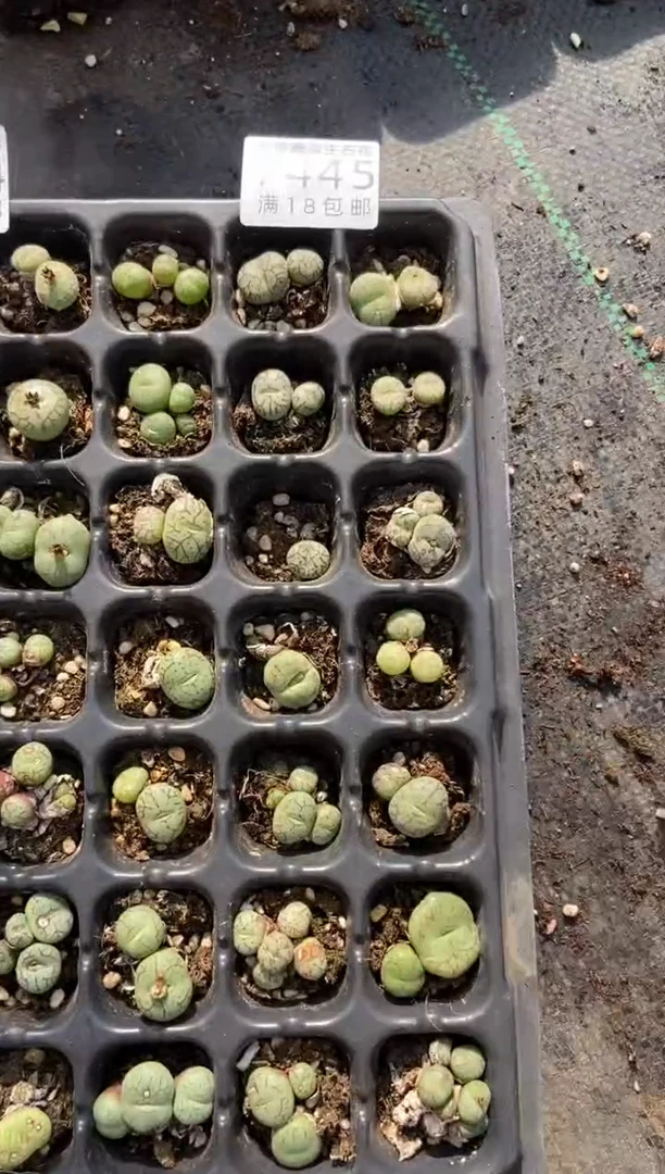 【闪购商品】7445特价猴脸清姬有疤发货21颗