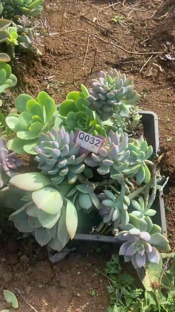 Q032多肉组合默认脱土发货