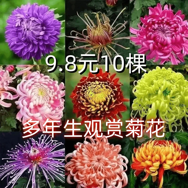 大花菊花苗四季开花多年生盆栽适合室内外阳台庭院种植大菊花盆栽